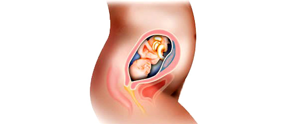 razvoj-bebe-u-trudnoci